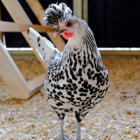 Galline ornamentali