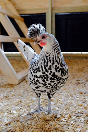 Galline ornamentali