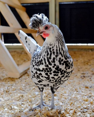 Galline ornamentali