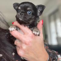 Cucciolo chihuahua maschio