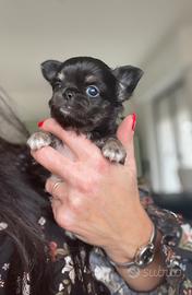 Cucciolo chihuahua maschio