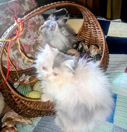 SIBERIANO gattini Bleu puri pelosissimi