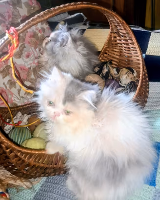 SIBERIANO gattini Bleu puri pelosissimi