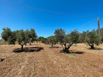 2 Terreno agricoli da 7.000mq