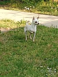 Cucciola pinscher chiwawa