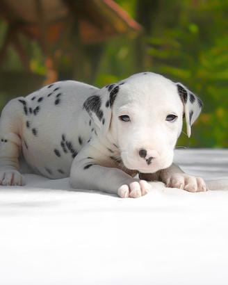 Cucciolo maschio di Dalmata