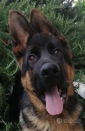 Cucciolo pastore tedesco