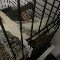 Calopsite allevata a mano