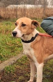 YURI sei proprio un bel cagnolone