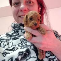 Barboncini toy red pedigree Enci