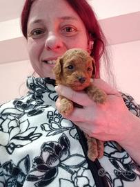 Barboncini toy red pedigree Enci