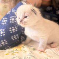 Cuccioli di Ragdol con pedigree