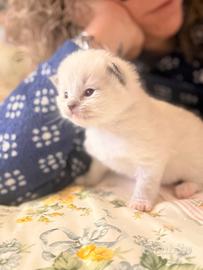 Cuccioli di Ragdol con pedigree