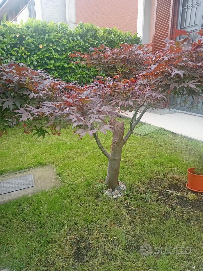 Acero Rosso Giapponese tantissime Varietà - Giardino e Fai da te In vendita  a Caserta