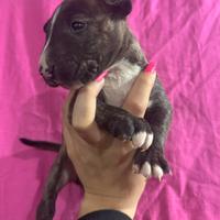 Bull terrier miniature