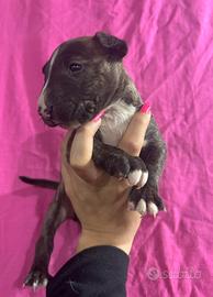 Bull terrier miniature