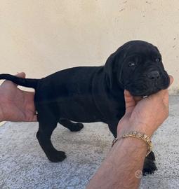 Cucciolo cane corso