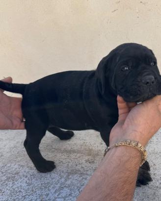 Cucciolo cane corso