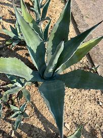 Piante di  agave