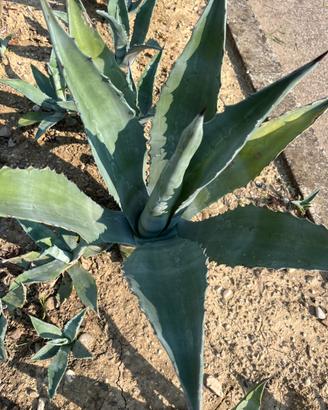 Piante di  agave