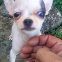 Mini chihuahua maschietto