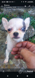 Mini chihuahua maschietto