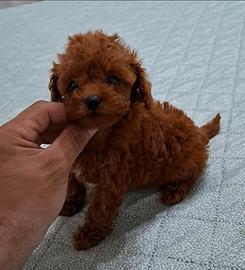 Cuccioli di cane
