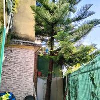 Araucaria 15 metri circa