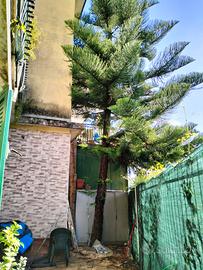 Araucaria 15 metri circa