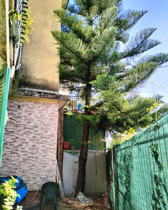 Araucaria 15 metri circa