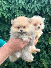 Cuccioli di Spitz di Pomerania 