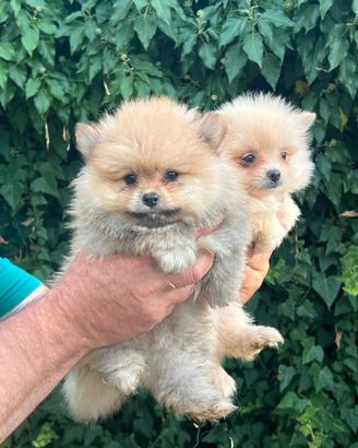 Cuccioli di Spitz di Pomerania 
