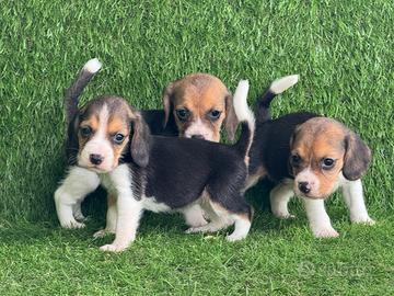 Beagle