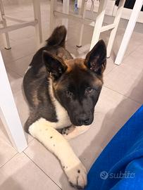 American Akita