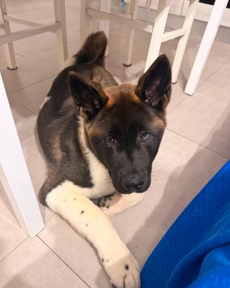 American Akita