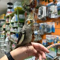 Calopsite ALLEVATA A MANO