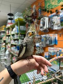 Calopsite ALLEVATA A MANO