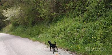 Pincher maschio di 4 mesi nero