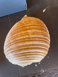 Conchiglia gigante