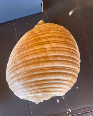 Conchiglia gigante
