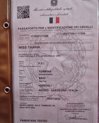 Psi 4 anni femmina