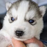 Cuccioli di siberian husky