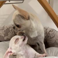 Chiuhuaha pelo corto