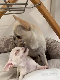 Chiuhuaha pelo corto