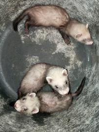 Furetti