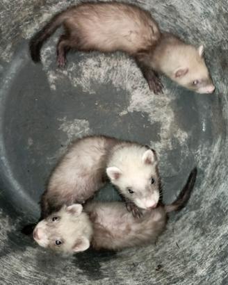 Furetti