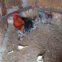 Coppia adulta di Marans Ble