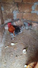 Coppia adulta di Marans Ble