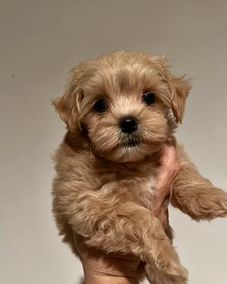 Maltipoo maschietto e femmina