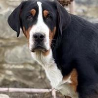 Disponibile Cucciolo di grande bovaro svizzero